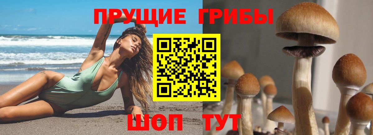 как найти   Псилоцибиновые грибы прущие грибы  Вход с VPN  Тайшет 